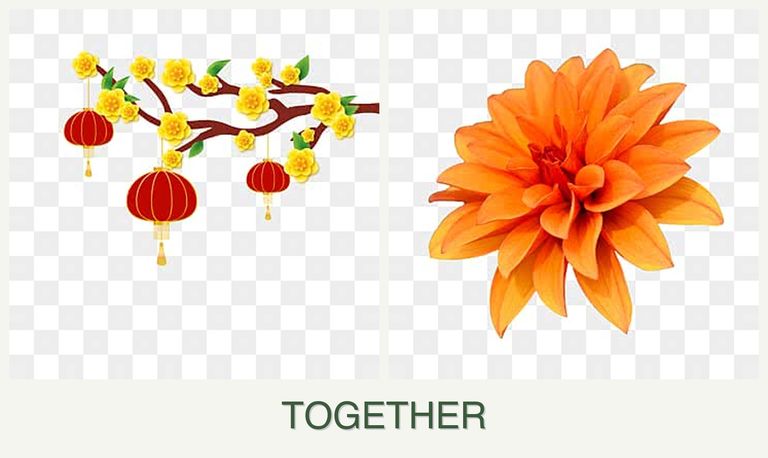 Can you plant apricots and dahlias together?