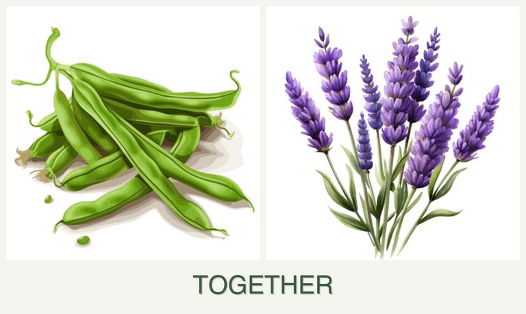Can you plant beans and lavender together?