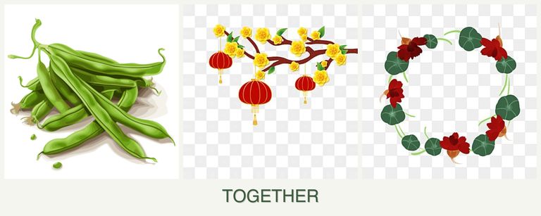 Can you plant beans, apricots and nasturtiums together?