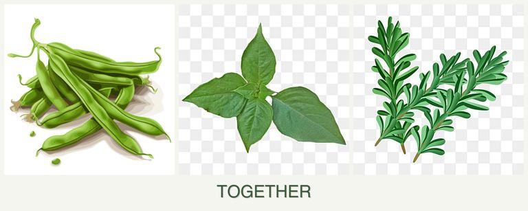 Can you plant beans, basil and rosemary together?