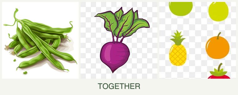Can you plant beans, beets and pears together?