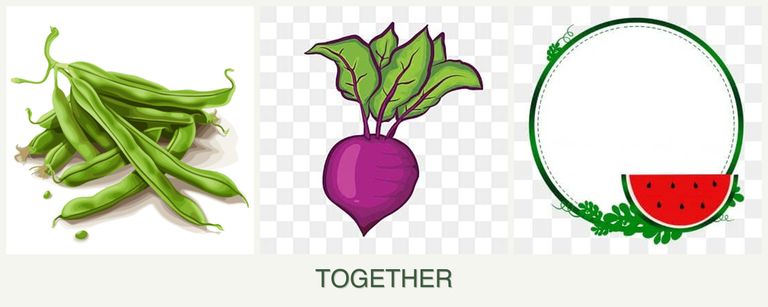 Can you plant beans, beets and watermelons together?