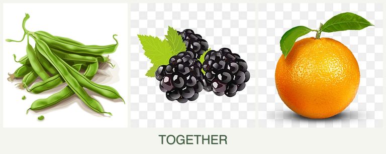 Can you plant beans, blackberries and oranges together?