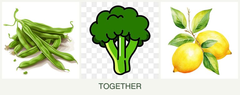 Can you plant beans, broccoli and lemons together?