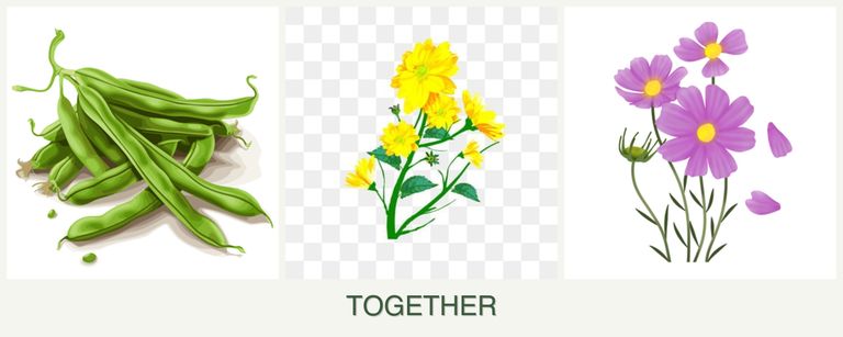 Can you plant beans, calendula and cosmos together?