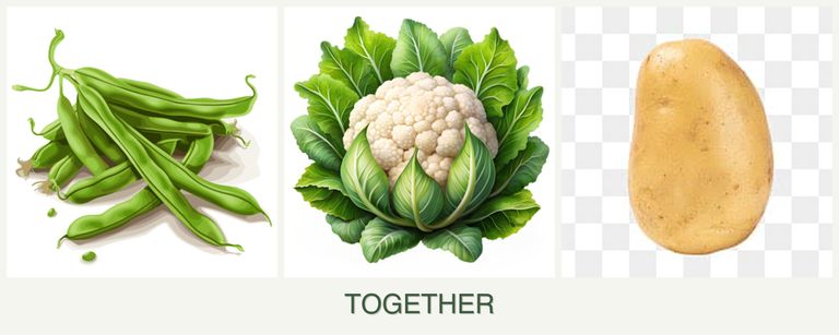 Can you plant beans, cauliflower and potatoes together?