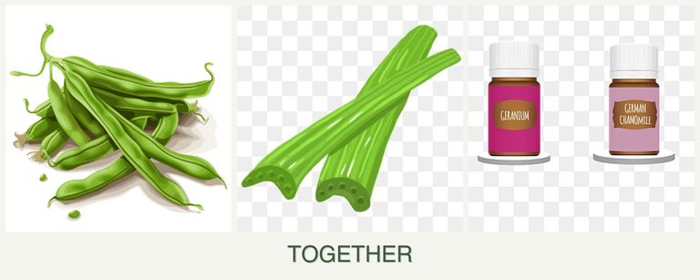 Can you plant beans, celery and geraniums together?