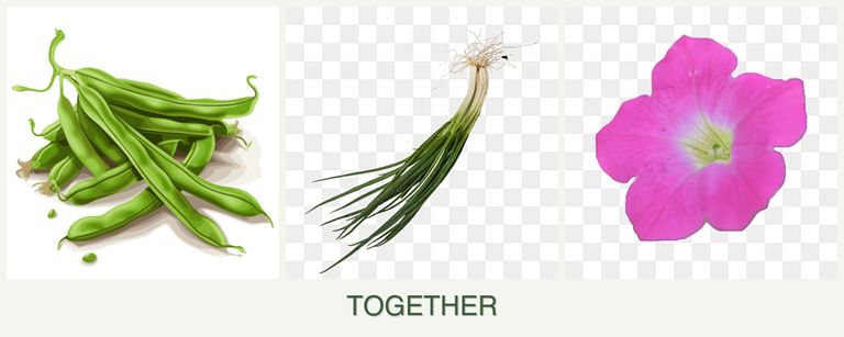 Can you plant beans, chives and petunias together?