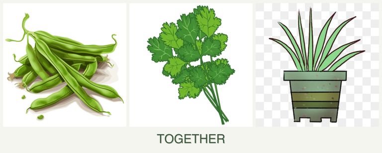 Can you plant beans, cilantro and lemongrass together?