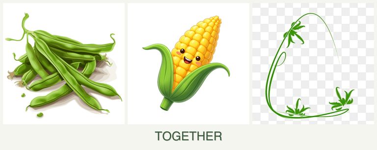 Can you plant beans, corn and tarragon together?