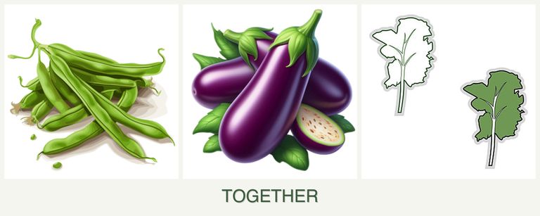 Can you plant beans, eggplant and kale together?