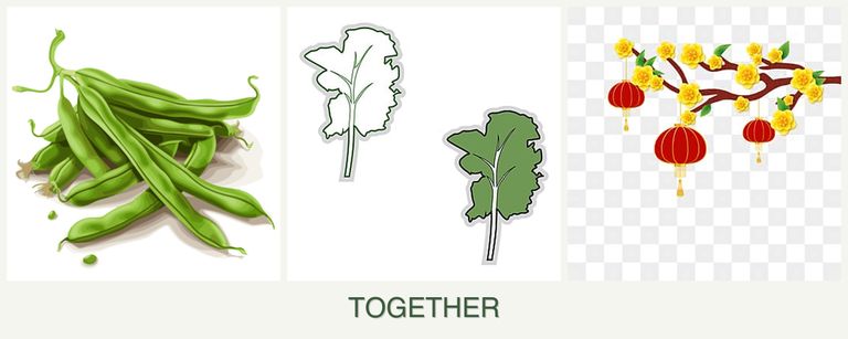 Can you plant beans, kale and apricots together?
