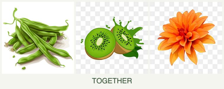 Can you plant beans, kiwi and dahlias together?