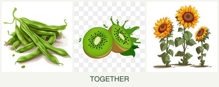 Can you plant beans, kiwi and sunflowers together?