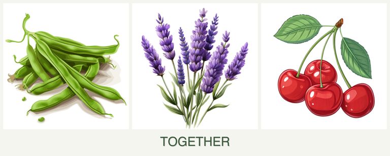 Can you plant beans, lavender and cherries together?