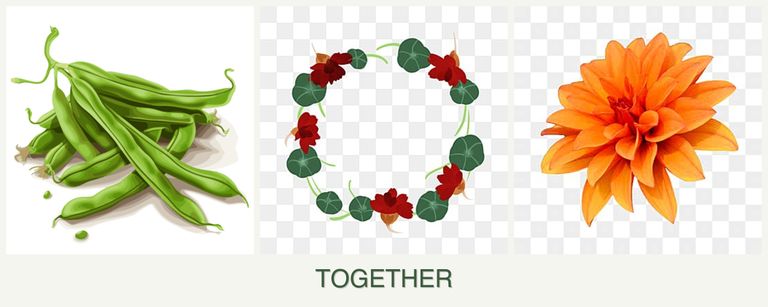 Can you plant beans, nasturtiums and dahlias together?