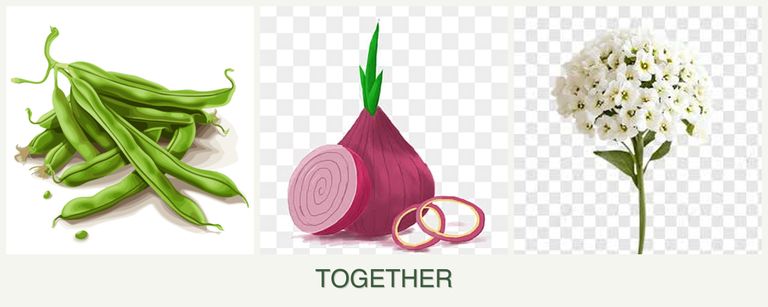 Can you plant beans, onions and alyssum together?
