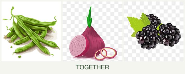 Can you plant beans, onions and blackberries together?