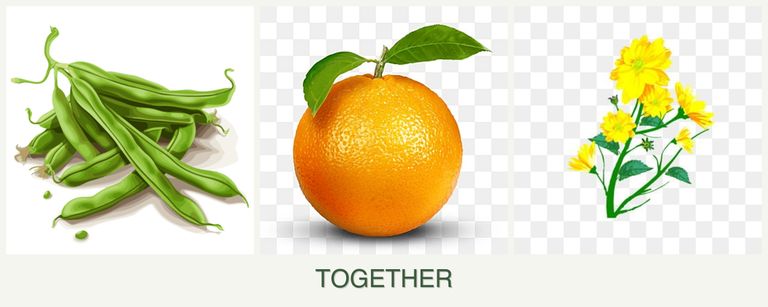 Can you plant beans, oranges and calendula together?