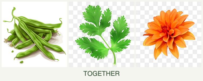 Can you plant beans, parsley and dahlias together?
