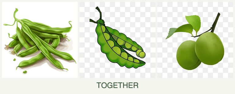 Can you plant beans, peas and plums together?