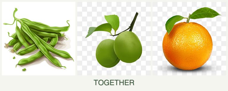 Can you plant beans, plums and oranges together?