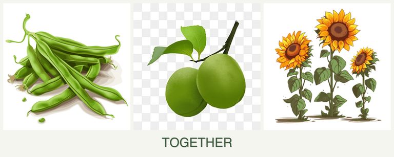 Can you plant beans, plums and sunflowers together?