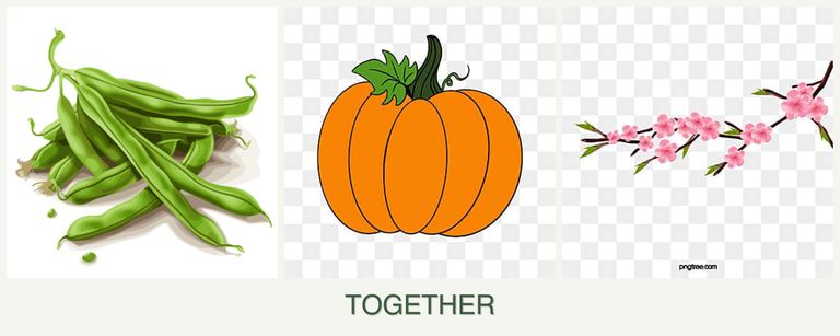 Can you plant beans, pumpkin and peaches together?