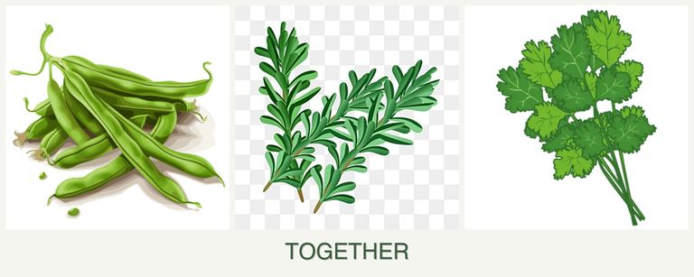 Can you plant beans, rosemary and cilantro together?
