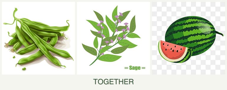 Can you plant beans, sage and melons together?