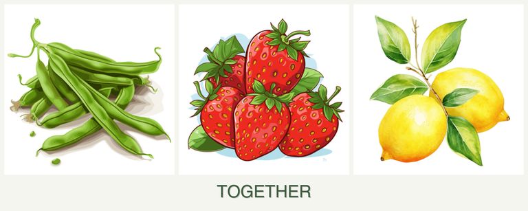 Can you plant beans, strawberries and lemons together?