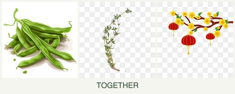 Can you plant beans, thyme and apricots together?