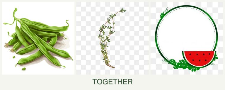 Can you plant beans, thyme and watermelons together?