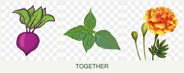 Can you plant beets, basil and marigolds together?
