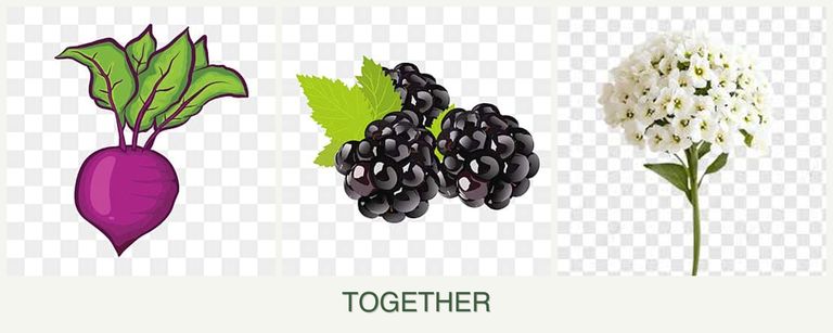 Can you plant beets, blackberries and alyssum together?
