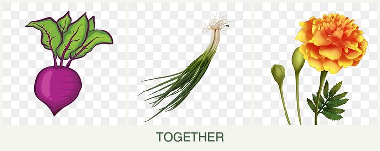 Can you plant beets, chives and marigolds together?