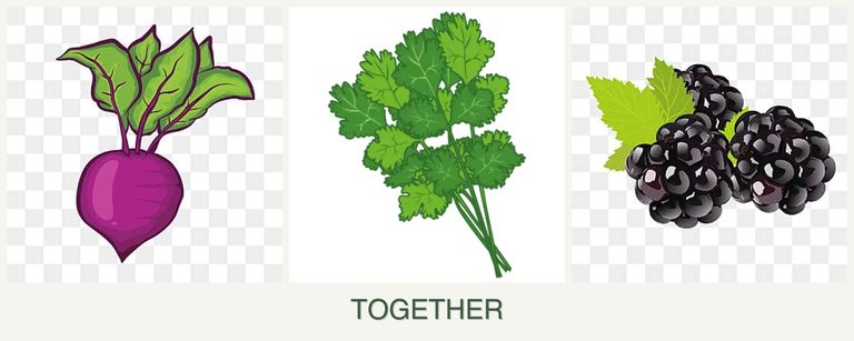 Can you plant beets, cilantro and blackberries together?