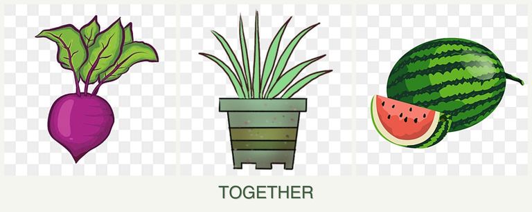 Can you plant beets, lemongrass and melons together?