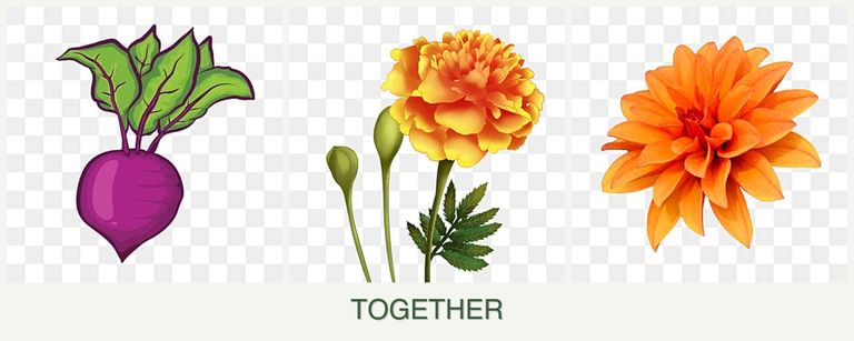Can you plant beets, marigolds and dahlias together?