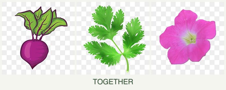 Can you plant beets, parsley and petunias together?