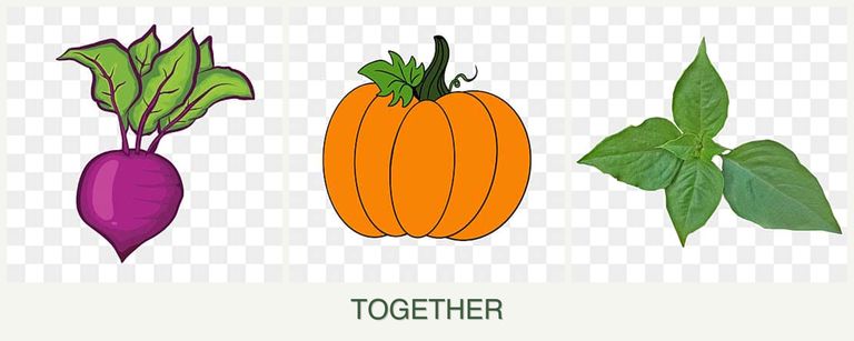 Can you plant beets, pumpkin and basil together?