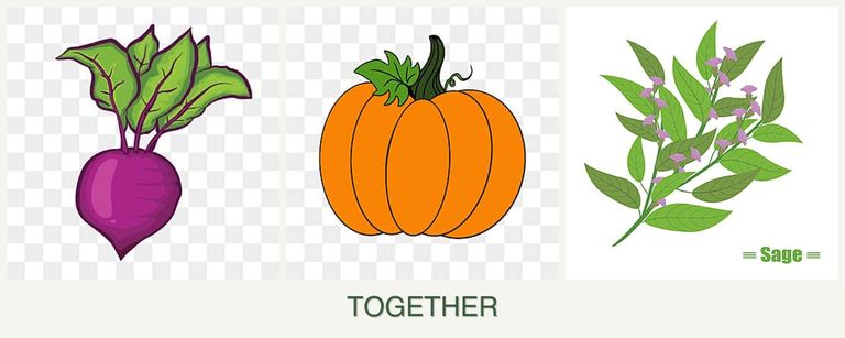 Can you plant beets, pumpkin and sage together?