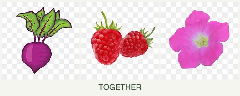 Can you plant beets, raspberries and petunias together?