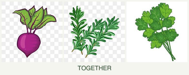 Can you plant beets, rosemary and cilantro together?