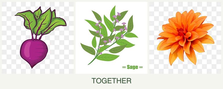Can you plant beets, sage and dahlias together?