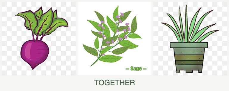 Can you plant beets, sage and lemongrass together?