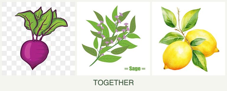 Can you plant beets, sage and lemons together?