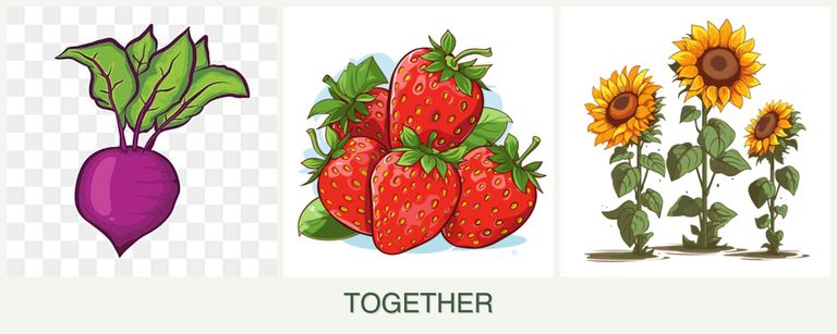 Can you plant beets, strawberries and sunflowers together?