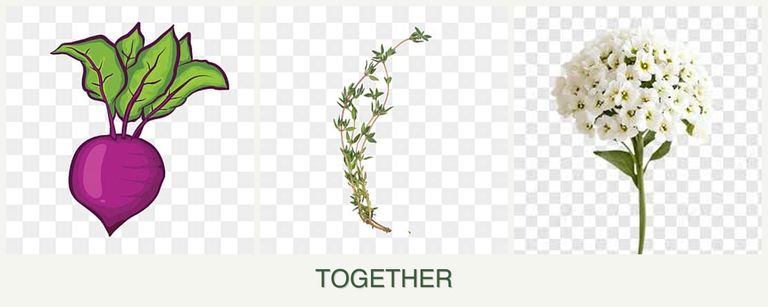 Can you plant beets, thyme and alyssum together?