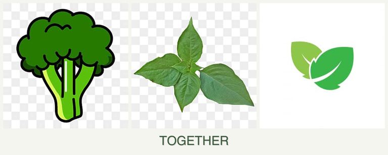 Can you plant broccoli, basil and mint together?